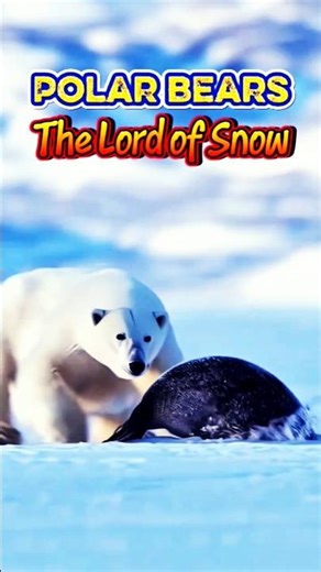 The lord of snow #shortvideo #polarbear #lord #snow #wildlife