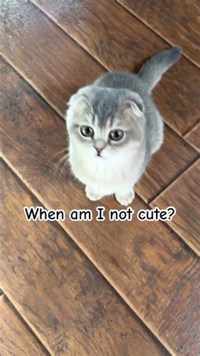 When am I not cute? #catshorts #kittenlove #cute