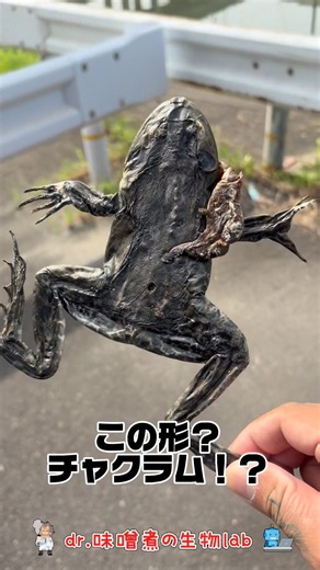 干からびたカエルを拾うと秋を感じる #ドクターみそに #生態 #ぱいせんチースチース