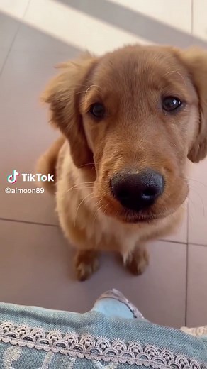 Funny Talking Golden Retriever Dog Compilation