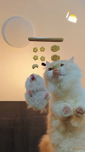 22K views · 131 reactions | When the tiny mouse out-eats the royal cat | Viral Bee | Facebook