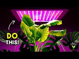 Grow ANY Plant INDOORS! The Ultimate Guide to Plant Lighting