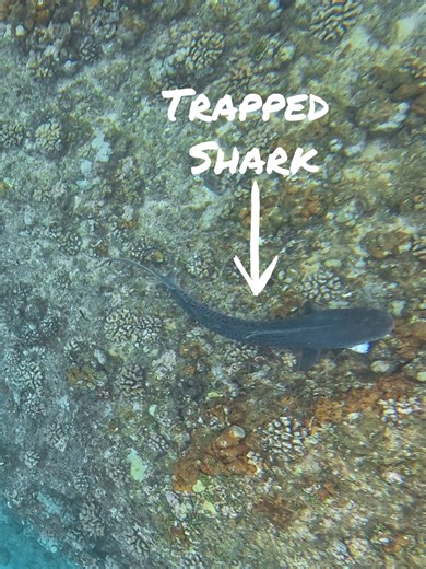 107K views · 920 reactions | Rescuing a baby shark 欄 #GoProAwards recipient Vincent Pisano sprang into action when he saw this juvenile tiger shark snagged on a discarded fishing hook 隸‍♂️ This empathetic act earned him a $500 GoPro award + an incredible tale to tell his friends  GoPro.com/Awards | GoPro | Facebook