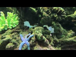 Colorful Aquarium Fish Swimming – Free Stock Footage (No Audio)