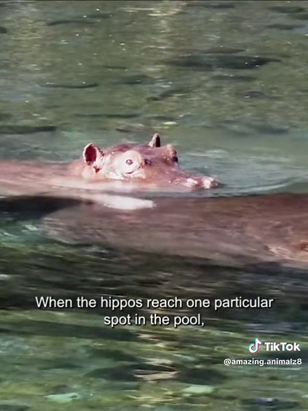 Hippo Encounter: The Natural Mutualism Between Hippos and Fish