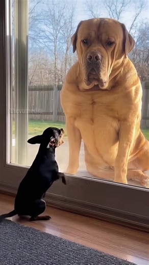 89K views · 1.3K reactions | Hilarious Small Dog Reactions To Big Dogs! #dogs #funny #pets | Extra Give Back | Facebook