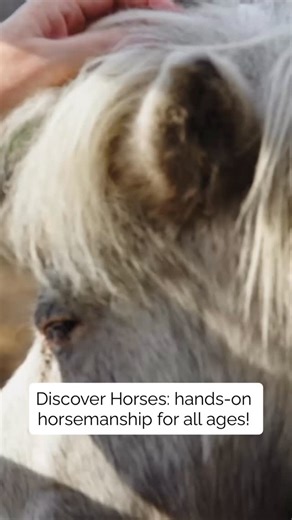 Last chance to join us tomorrow (12pm - 1pm) for Discover Horses! See all upcoming dates below 👇 This one-hour session is designed for all ages, no prior horse knowledge required! Whether you’re a curious first-timer, a senior looking for a meaningful new activity, or simply someone looking for a refreshing lunch break, this is the perfect way to experience the world of horses in a welcoming environment! 🐴 Upcoming dates: January 14 January 28 February 4 February 18 March 4 March 18 #RideThePa