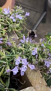 Have you spotted this black wannabee? 🤔 This is a Hairy-footed flower bee. Unlike most solitary bees, they are round and fluffy – and can be easily confused for a small bumblebee. So what gives them away? 🕵🏼 Look out for their distinctive darting flight behaviour. It is very different to the way a bumblebee moves. What do they look like? 👀 ⚫ Females are black with clear orange/red hind legs. 🟤 Males are a gingery brown. Where/when can I see them? 📍 The Hairy-footed flower bee is one of the