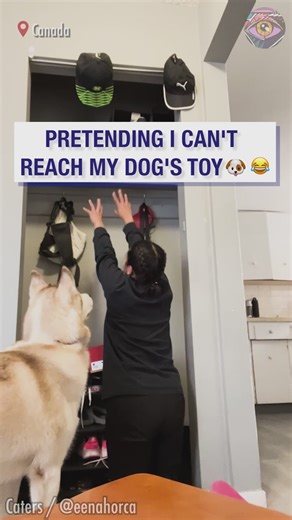 379K views · 4.1K reactions | My dog's face: "Ha, ha very funny, mom!"  | Bright Side | Facebook