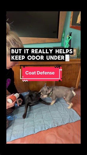 If your dog smells like corn chips… you’re not alone 😭 I started using Coat Defense on my dog’s paws and fur, and it’s made SUCH a difference with odor between baths. It’s easy to use, goes on as a powder, and helps keep things fresh without masking smells. I use it on paws, folds, and anywhere that tends to get funky. Pro tip: grab the small size if you’re trying it for the first time — it’s on sale right now. Linked 🐾🤍 @Coat Defense #CoatDefense #DogTok #PetCareFinds #DogMomLife #PetHygiene