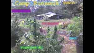 HASH - TACULAR!!! HASH WEDNESDAY!!! The WEED Report Episode 13