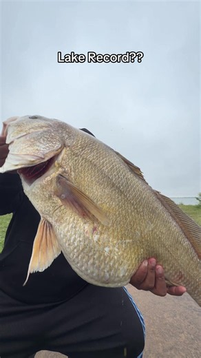 Monster 25 lb Freshwater Drum Caught — Lake Record? (Fishing)