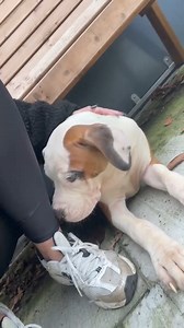 30K views · 1.1K reactions | Ah look at Hercules ,one of the American bull dog puppies that arrived with us yesterday having strokes off Laura ♥️ He's just a little bewildered at the moment ,a big gentle pup only 18 weeks old . There are 7 needing forever homes ,please apply . https://carlalaneanimalsinneed.co.uk/adoption-questionnaire/ | Carla Lane Animals in Need Liverpool | Facebook