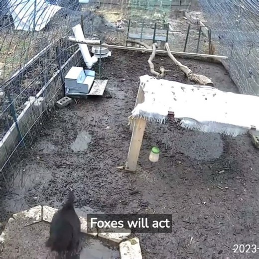 Fox vs Hens. Fox demonstrates how to keep Chickens Safe