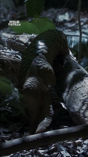 Pangolin baby explores the world for the first time with its mama 😊 #WildVietnam
