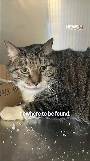 Animal advocate launches community task force as animal abandonments rise across Connecticut