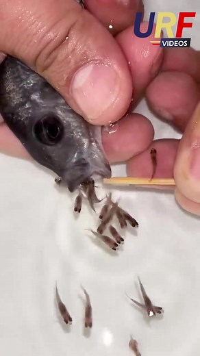 Amazing Cichlid Fish Giving Birth | Watch Now!