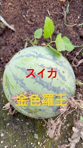 驚き‼️スイカ🍉実っていました #スイカ栽培 #果物栽培 #果物 #家庭菜園 #金色羅王