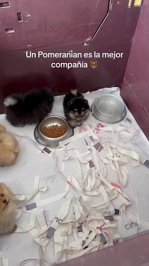 Pomeranias en Perú: Precios, Adopción y Más 🐻