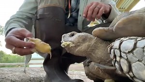 #TortoiseGasTuesday is a real thing right? Well if it’s not, it is now thanks to #PebblesTheTortoise #rescue #tortoise #gas #burp #fart #funny #feeding #reptile #pythoncowboy #florida #martincountyrescue #snakeroadranch | Python Cowboy Hunts