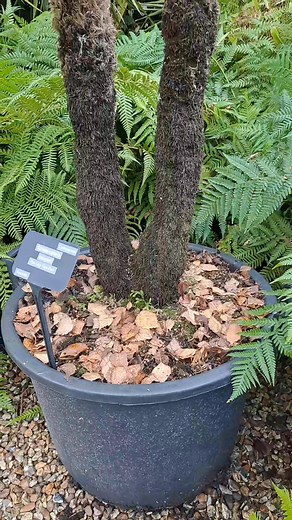 Few of our bigger Cyathea (sphaeropteris) | Hillside Exotic Gardening