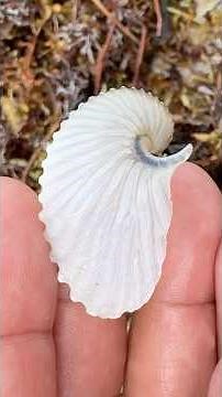 East Coast #Shelling 🐚 at Nathaniel P. Reed #Florida