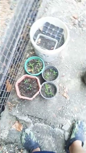 this is my back yard this is my tree myself the fruits going to tree