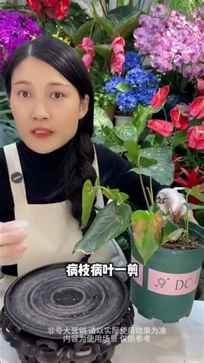 How to Fix Black Spots on Plant Leaves - Quick Fix for Flower and Green Plants Care
