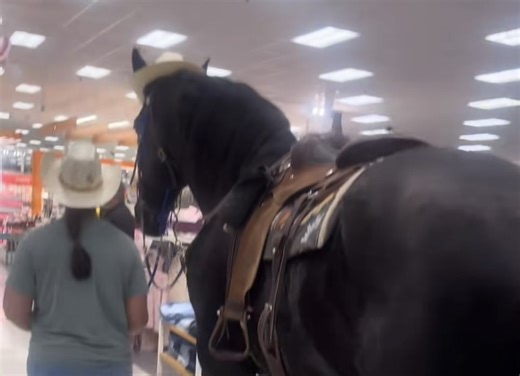 'Only in Texas': Horse spotted roaming aisles at Target