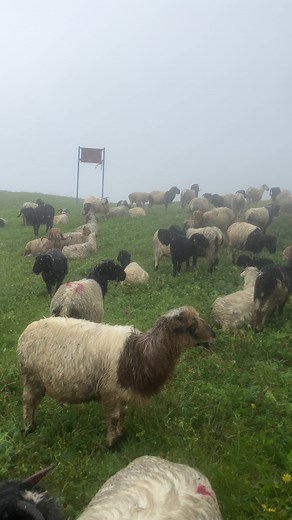 Exploring Nepal: A Comprehensive Travel Guide