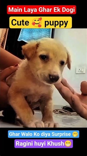 Main Ghar Laya Cute Puppy 🥰 Surprise 🫢 #puppy #dog #vlog #shorts