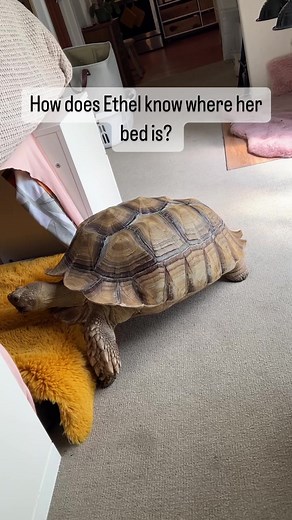Training a Sulcata Tortoise to Sleep in a New Bed