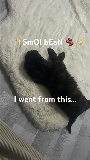 #puppy #relatable #cute #funny #love my big baby ✨🐶🫰🤍