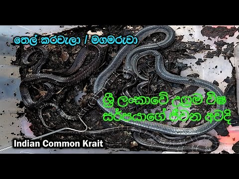 Life cycle of Sri Lanka's most venomous snake