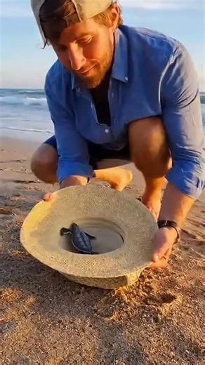 Rescuing a Baby Sea Turtle Washed Ashore 📜 Video Description A gentle breeze moves across the beach as a tiny baby sea turtle lies helplessly on the sand, far from the ocean. Someone notices the fragile creature, carefully scoops it up, and places it in a hat to protect it from the heat. Walking slowly toward the shoreline, they release the baby turtle into the cool waves. The little turtle flaps its tiny fins and disappears into the blue sea, while the rescuer smiles softly, touched by the qui