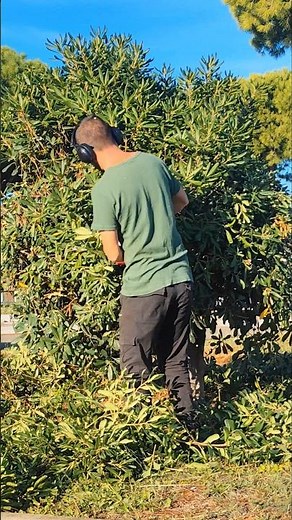 Come trasformare un pitosforo #gardening