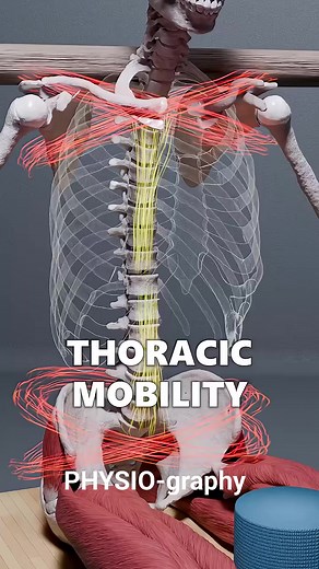 315K views · 4.9K reactions | Spinal mobility exercise | PHYSIO-graphy | Facebook