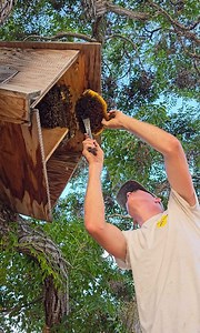 67K views · 787 reactions | Owl box bees are notrious for being spicy... What could go wrong? You can watch this entire rescue here!  https://snapchat.com/t/8ftT7CQZ #savethebees #bee #rescue #animals #bugs #owl #insects #nature #SafetyFirst | Mr. Mrs. Bee Rescue | Facebook