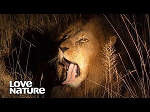 Nomad Lions Hunt By Night | Love Nature