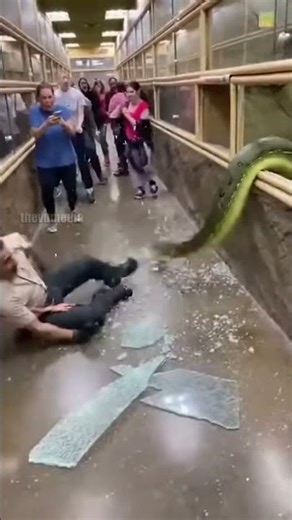 Snake Escapes Zoo Enclosure