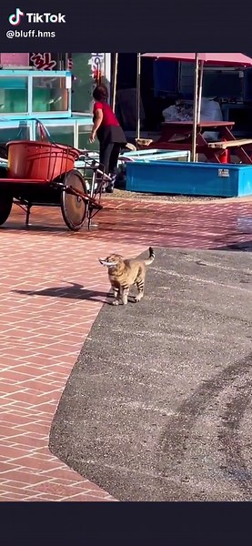 お魚くわえたドラ猫の魅力