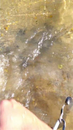 Adivina que moneda es esta!