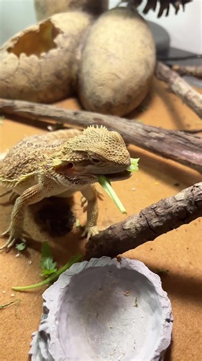 Draco, fome zero 😂🥰 #pogonavitticeps #pogona #reptiles #repteis #viral
