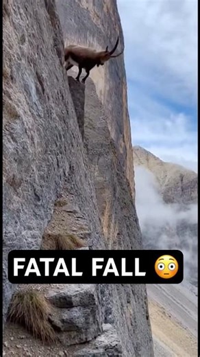 GOAT PLUMMETS TO DOOM FROM HUGE MOUNTAIN 😳