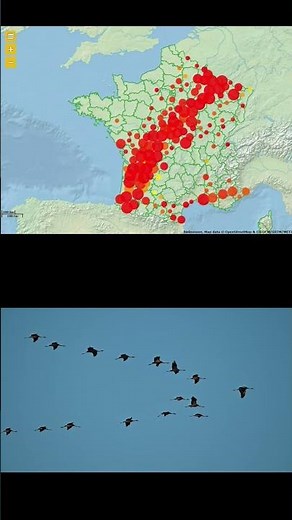 Migration au mois de février des grues cendrées (Espagne-Scandinavie)