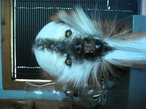 Swamp booger Taxidermy peice