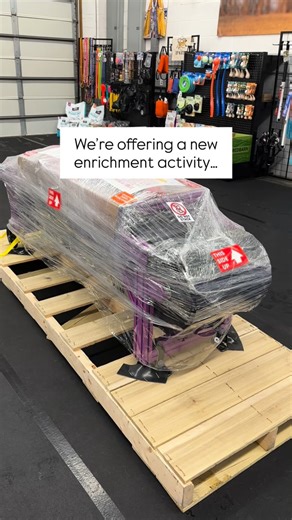 2026 is full of surprises here at UNA. Let us introduce you to… THE SLATMILL Why is the slatmill different than a treadmill? This gives your dog full control of how fast or slow they want to go. They can open up completely into a full sprint if they want, which is superb for body conditioning and stimulating the brain. We are SO excited about this new toy for the pups | Up N Atom Dog Training