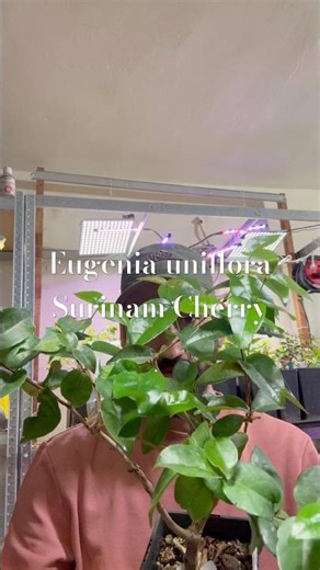 Exotic tropical Cherry 🍒 | Surinam Cherry | Eugenia uniflora