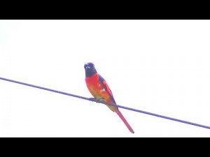 Scarlet Minivet Songs & Calls: Rich Melodious Bird Vocalizations Explained