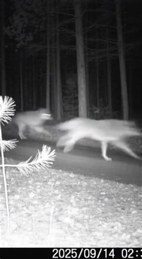 BOY RAISED BY WOLVES Caught on Camera? Feral Child in Forest?